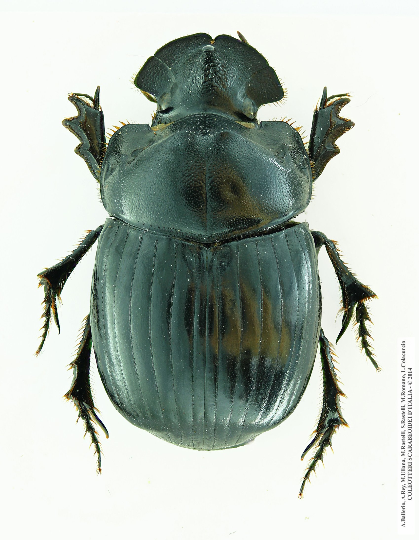 Copris umbilicatus, maschio